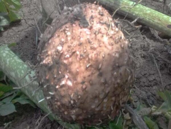 Elephant Yam - Image 5