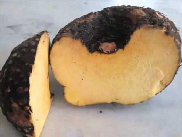 Elephant yam