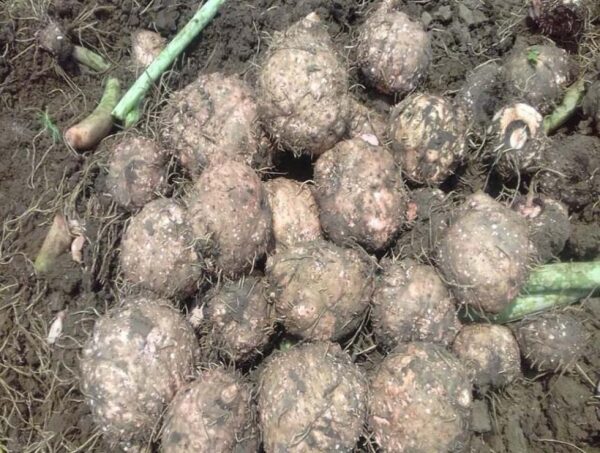 Elephant yam