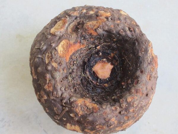 Elephant Yam - Image 3