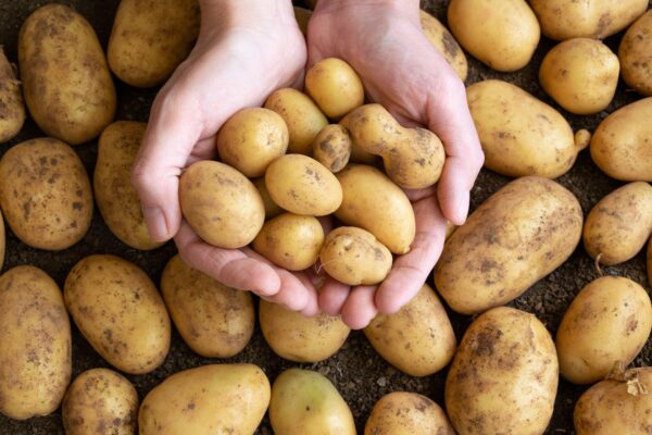 Potato - Image 2