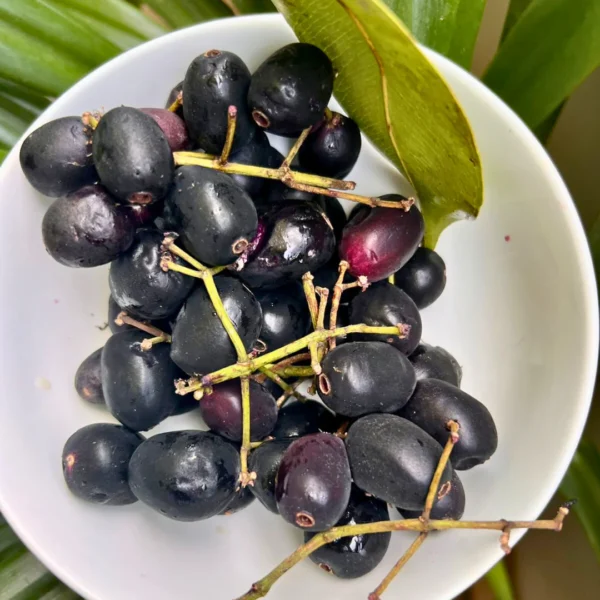 Black jamun - Image 2