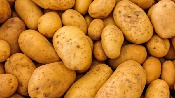 Potato - Image 3