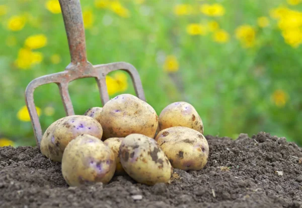 Potato - Image 4