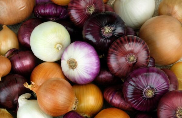 Onion - Image 5